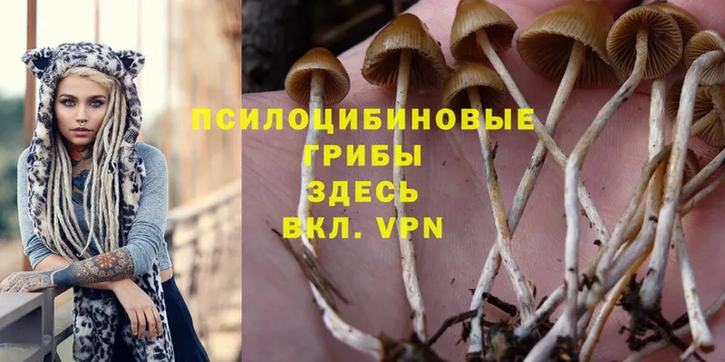 купить   Великие Луки  Галлюциногенные грибы Psilocybine cubensis 